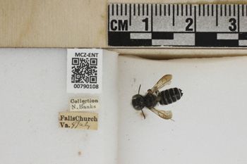 Media type: image;   Entomology 790108 Aspect: Labels